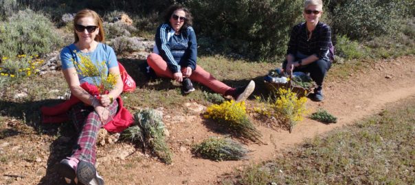 Recolecta de plantas medicinales